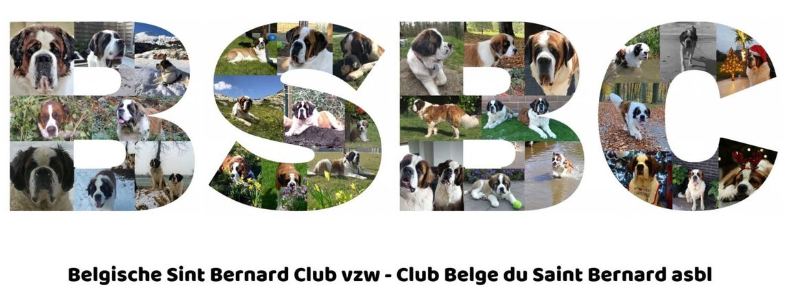 Fotocollage Belgische Sint-Bernard Club